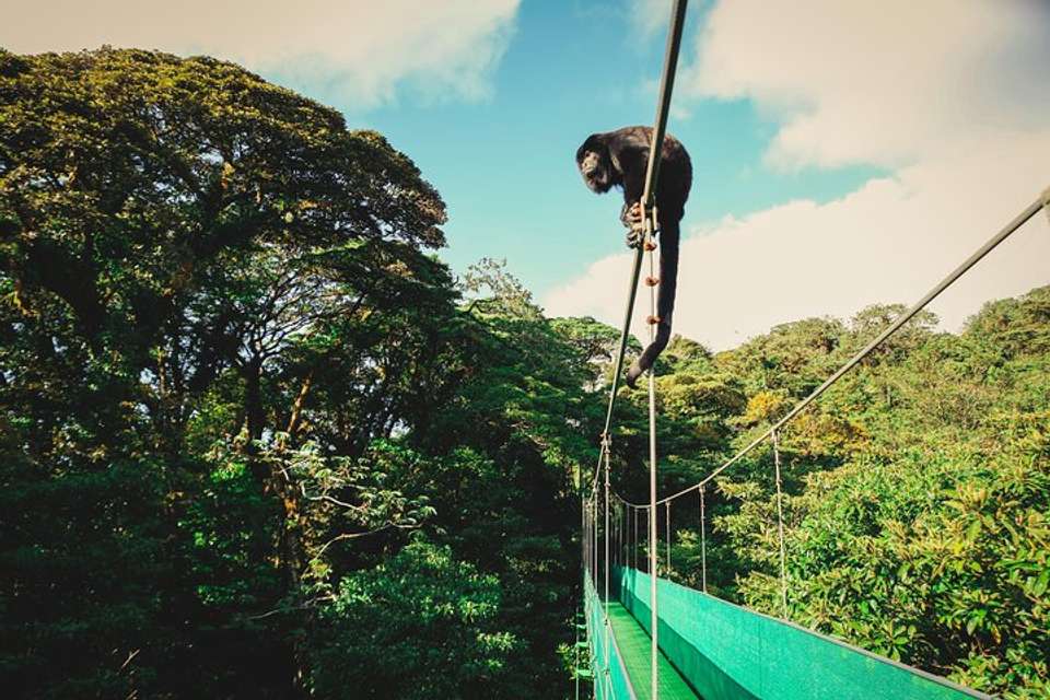 Sky Walk- Sky Tram And Sky Trek Zipline From Monteverde - Destination Services - Costa Rica - Image 5