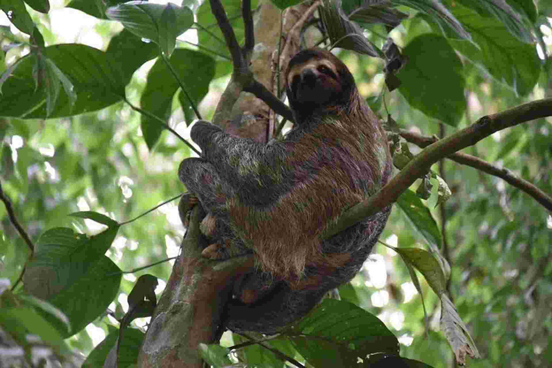 Sloth Adventure From Guanacaste