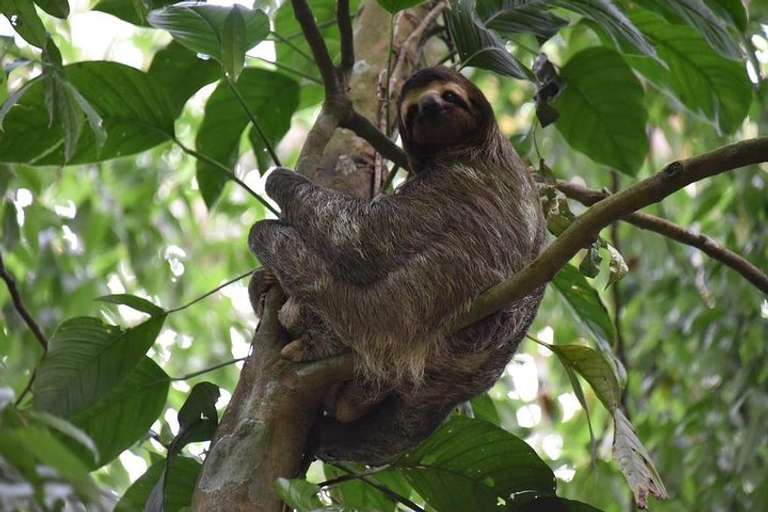 Sloth Adventure From Guanacaste trip - alternative tour available