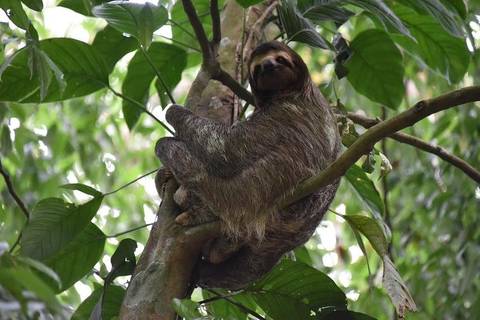 Costa Rica Walking Tour: Sloth Adventure From Guanacaste