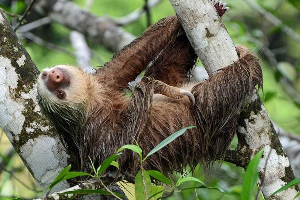 Sloth Adventure From Guanacaste - Destination Services - Costa Rica - Image 2