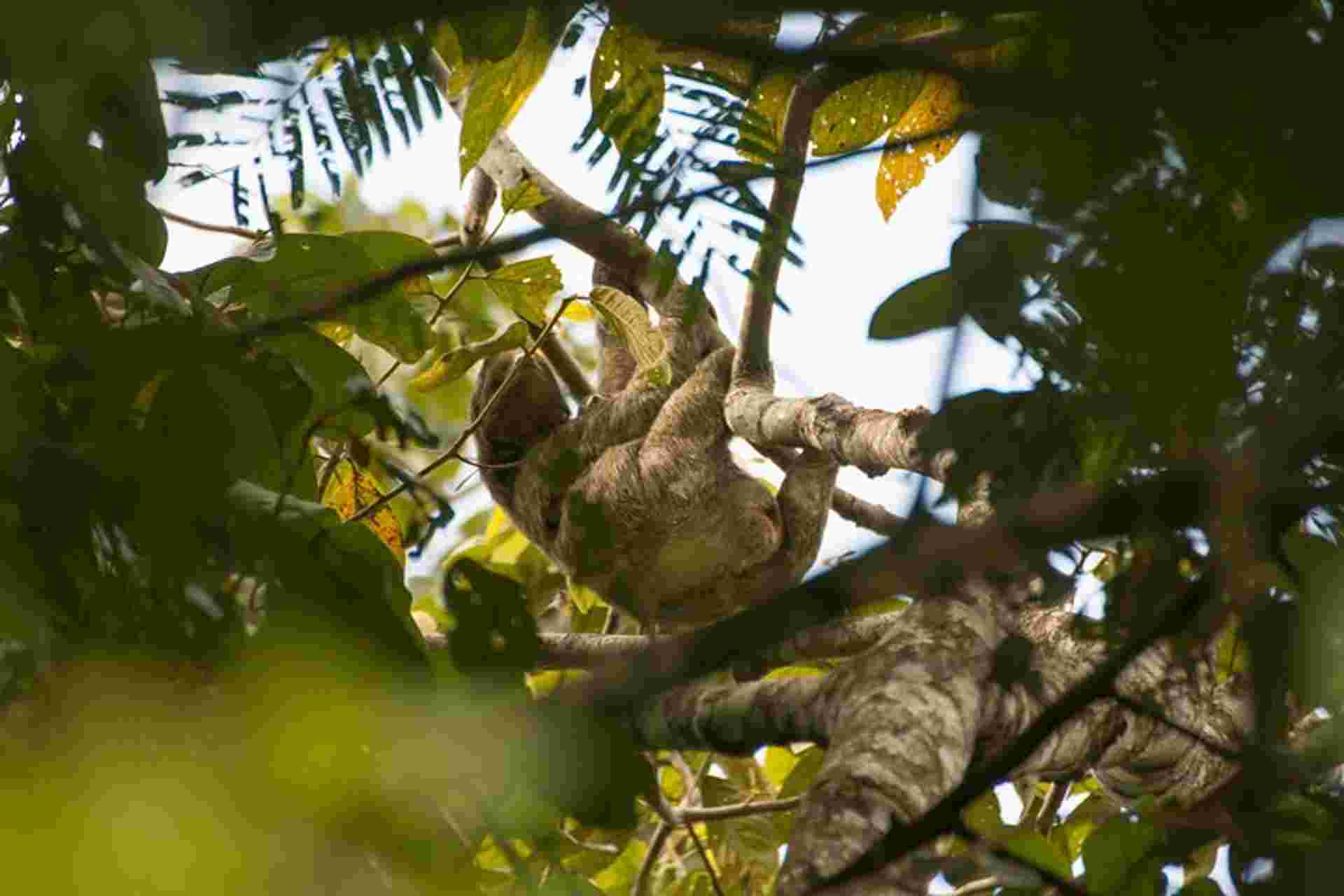 Sloth Observation Tour –day Or Night From Arenal