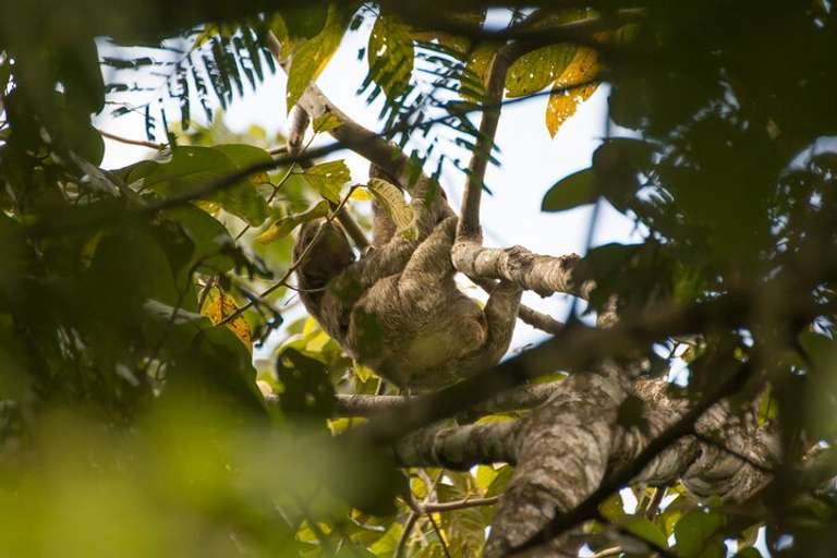 Sloth Observation Tour –day Or Night From Arenal trip - alternative tour available
