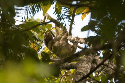 Costa Rica Bus Tour: Sloth Observation Tour –day Or Night From Arenal