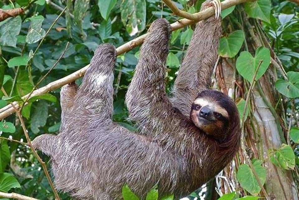 Sloth Observation Tour –day Or Night From Arenal - Destination Services - Costa Rica - Image 2