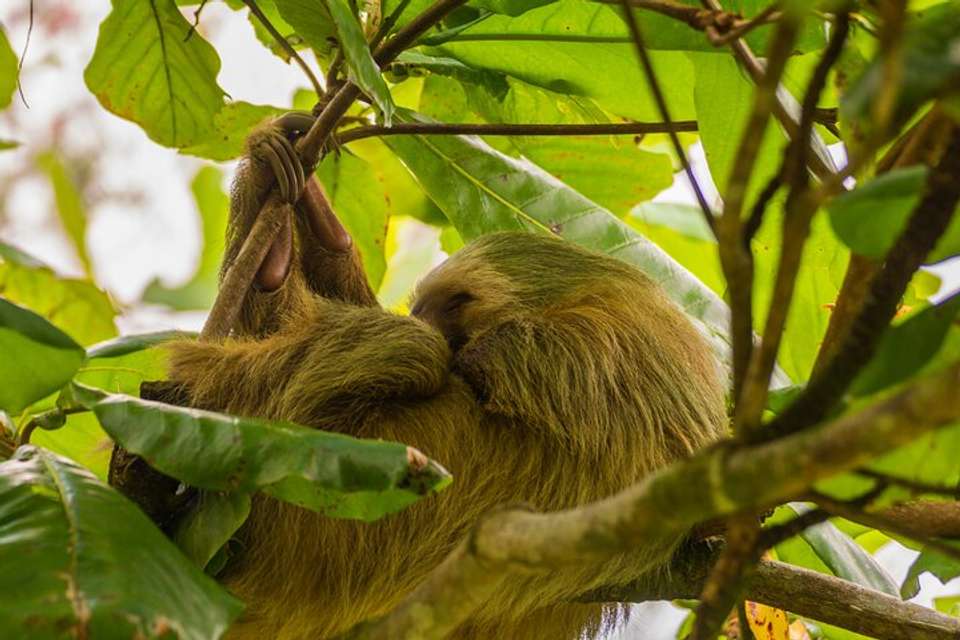 Sloth Observation Tour –day Or Night From Arenal - Destination Services - Costa Rica - Image 3