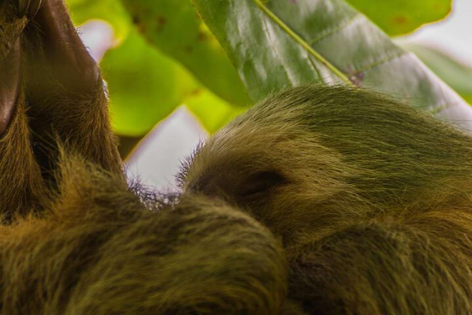 Sloth Observation Tour –day Or Night From Arenal - Destination Services - Costa Rica - Image 6