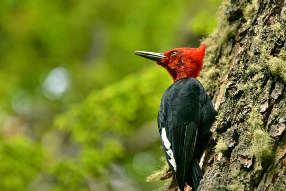 Small Group Ushuaia National Park with Trekking & Canoes Tour - Tangol Tours - Argentina - Image 7