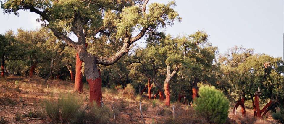 Smugglers Trails of the Sierra de Aracena - 8 Days - Walkers' Britain - Spain - Image 5