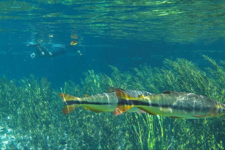 Snorkeling Rio Da Prata Tour - Tangol Tours - Brazil - Image 3