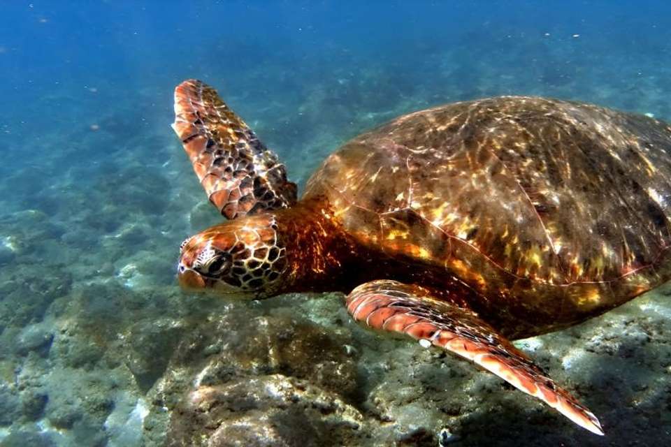 Snorkeling to Motu Nui on Easter Island - Tangol Tours - Chile - Image 2
