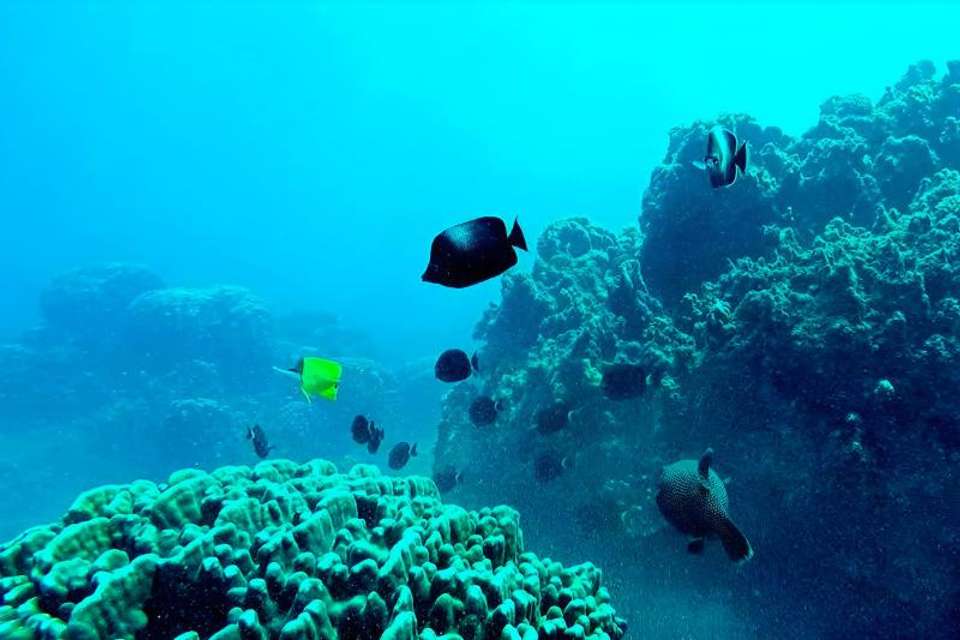 Snorkeling to Motu Nui on Easter Island - Tangol Tours - Chile - Image 3