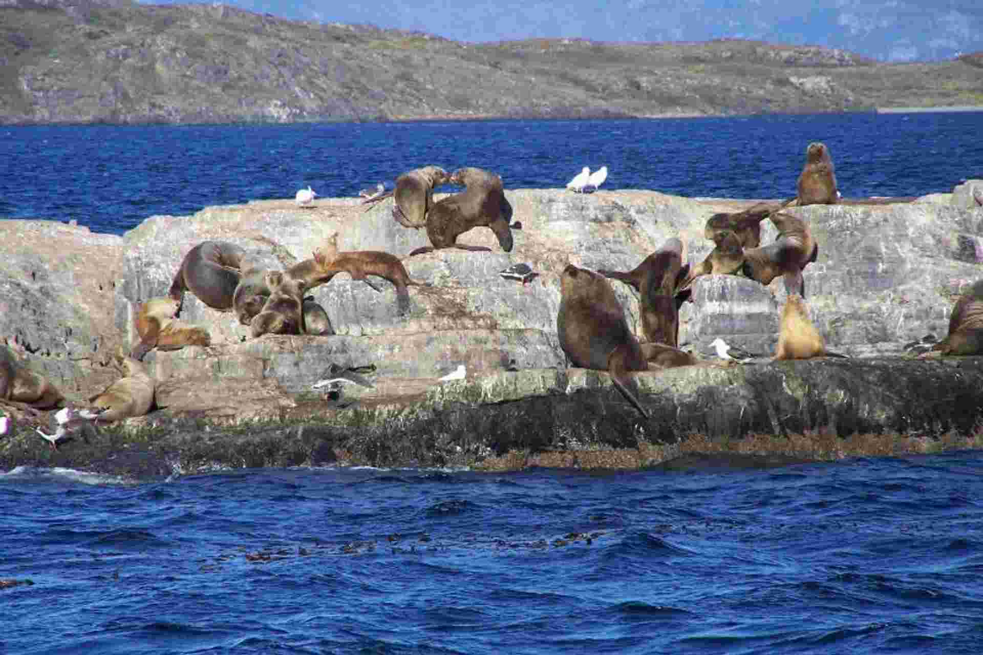 Snorkeling With Sea Lions In Puerto Madryn