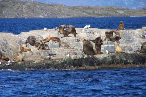 Snorkeling With Sea Lions In Puerto Madryn