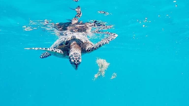 Solo-ish Belize