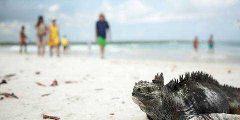 Solo-ish Galápagos - 9 Days