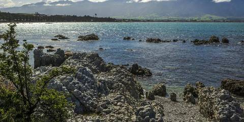 Auckland Explorer Tour: Solo-ish New Zealand