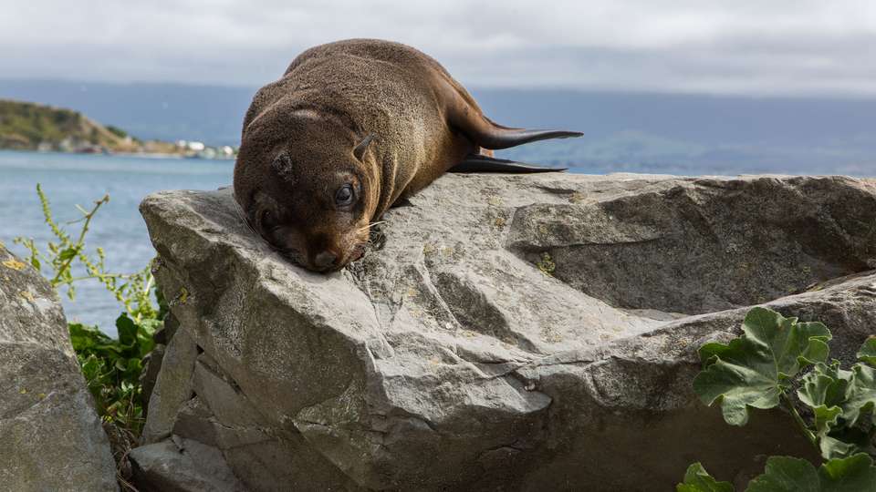 Solo-ish New Zealand - G Adventures - New Zealand - Image 4