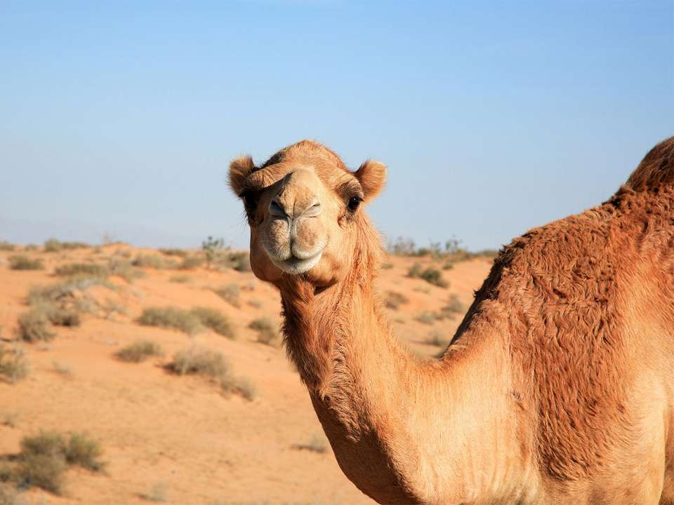 South Africa & Dubai Explorer - 11 days - On The Go Tours - South Africa - Image 11