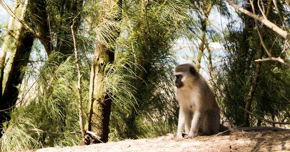 South Africa & Eswatini - Explore - South Africa - Image 4