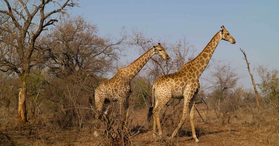 South Africa & Eswatini - Explore - South Africa - Image 7