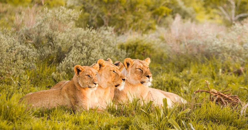South Africa & Eswatini - Explore - South Africa - Image 10