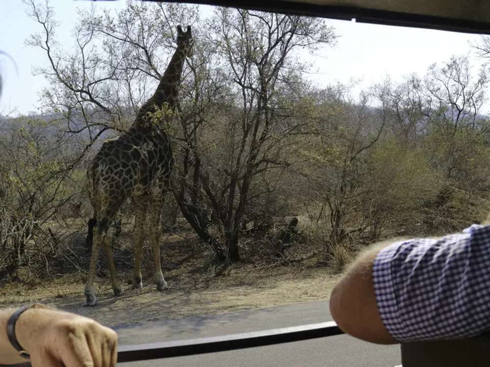 South Africa & Eswatini - undefined - Image 8