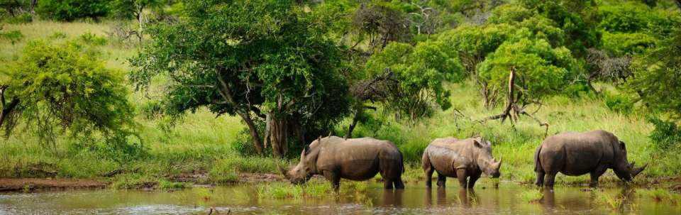 South Africa & Eswatini - undefined - Image 4