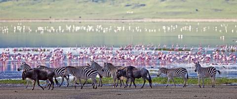 Cape Town National Parks Tour: South Africa & Victoria Falls