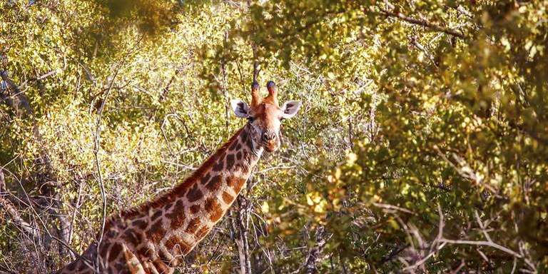 South Africa & Zimbabwe Discovery: Kruger to Victoria Falls trip - alternative tour available