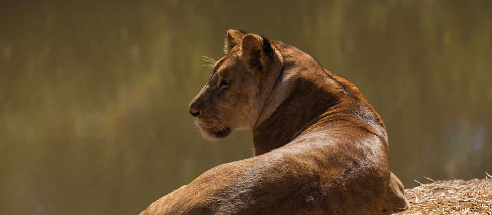 South Africa Encompassed - World Expeditions - South Africa - Image 6