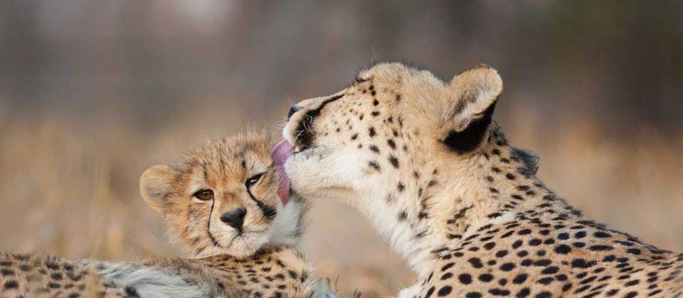 South Africa Encompassed - World Expeditions - South Africa - Image 8