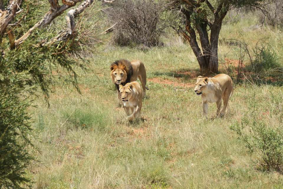 South Africa Family Safari with Teenagers - Intrepid Travel - South Africa - Image 12
