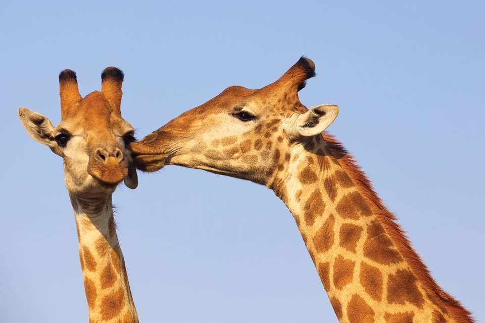 South Africa Family Safari with Teenagers - Intrepid Travel - South Africa - Image 13