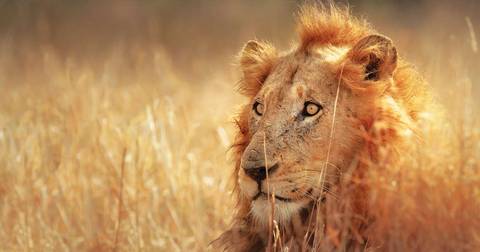 South Africa Highlights