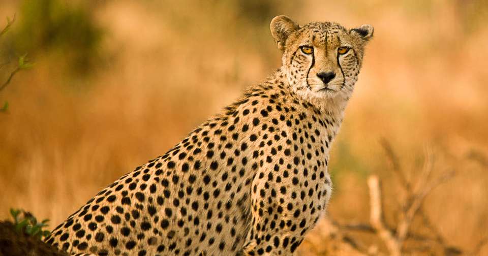 South Africa Highlights - Explore - South Africa - Image 12