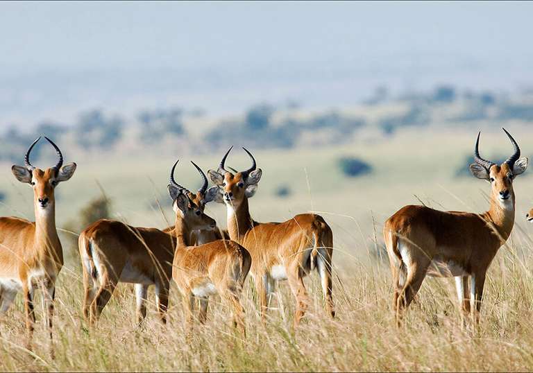 Cape Town Wildlife Tour: South Africa In Depth