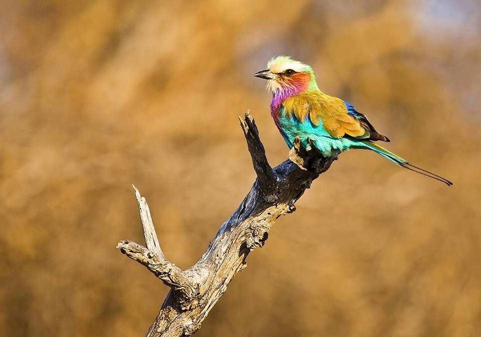 South Africa In Depth - Indus Travels - South Africa - Image 6