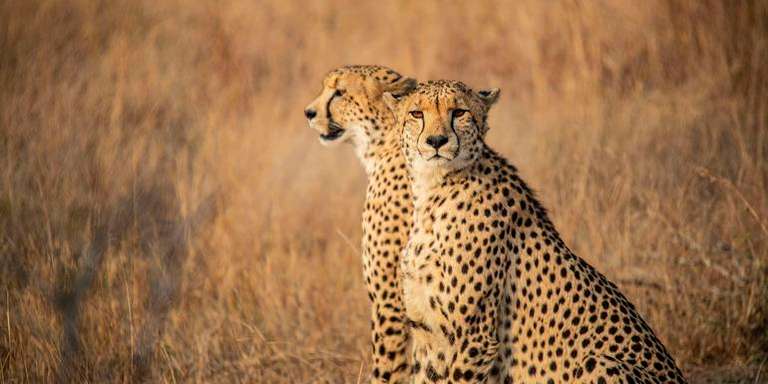 South Africa: Kruger, Cape Town & Stellenbosch Vineyards - 10 days