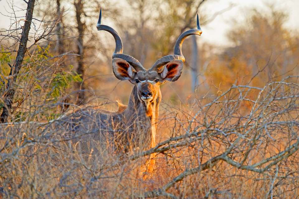South Africa: Walking & Wildlife - Exodus Adventure Travels - South Africa - Image 20