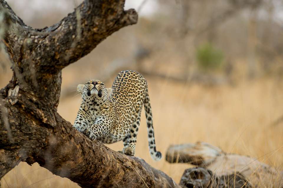 South Africa: Walking & Wildlife - Exodus Adventure Travels - South Africa - Image 19
