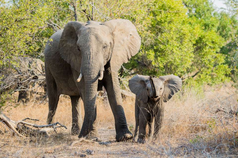 South Africa: Walking & Wildlife - Exodus Adventure Travels - South Africa - Image 17