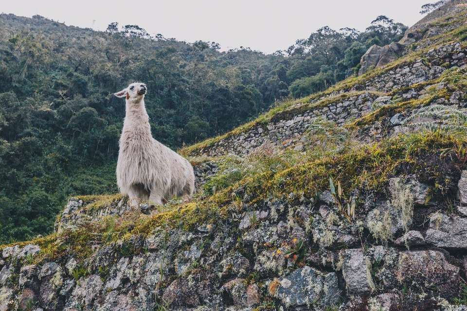 South America Highlights - Intrepid Travel - Peru - Image 4