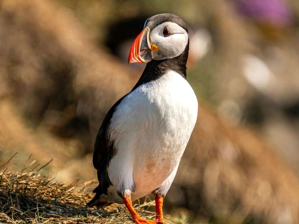 South Coast to Westfjords Expedition - 6 days - On The Go Tours - Iceland - Image 4
