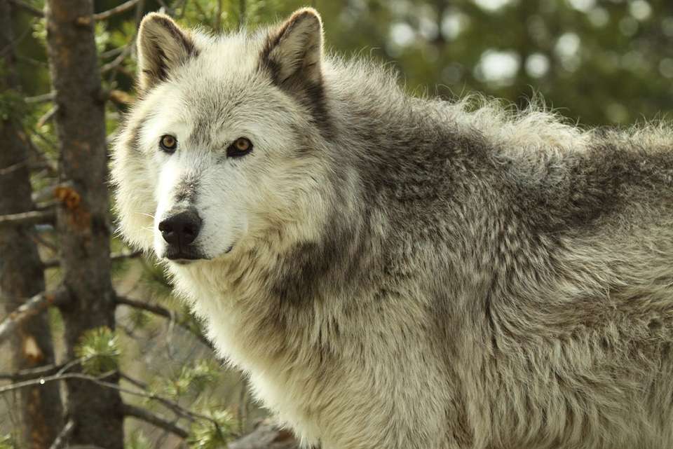 South Dakota to Yellowstone Parks Explorer - Intrepid Travel - USA - Image 7