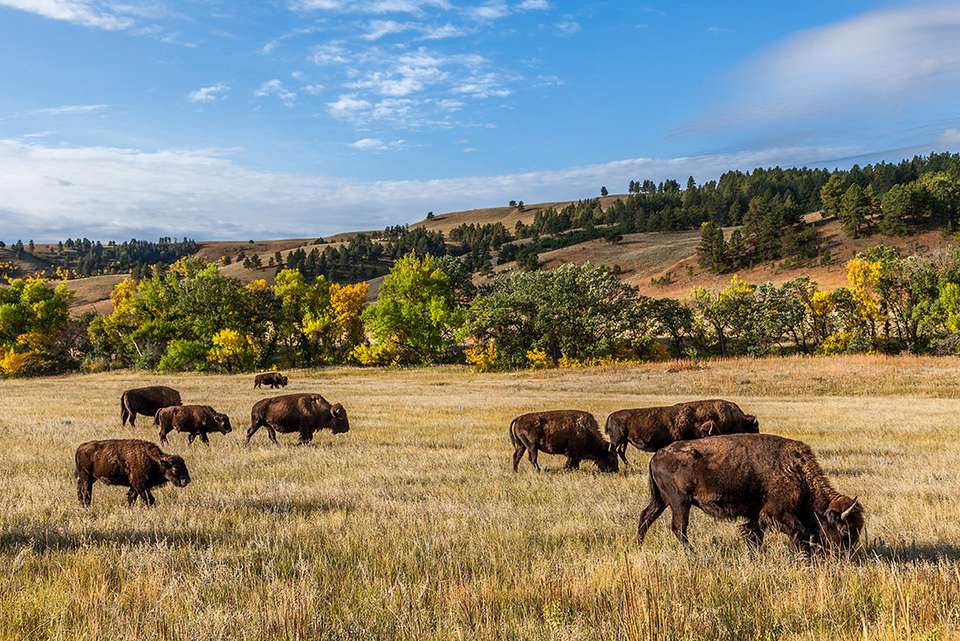 South Dakota to Yellowstone Parks Explorer - Intrepid Travel - USA - Image 8