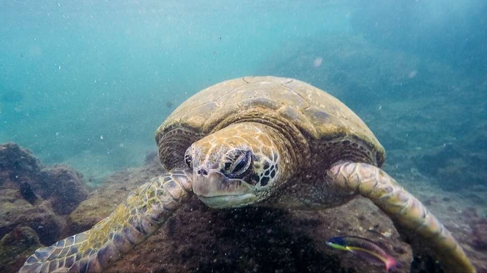 South Galapagos Island Hopping - undefined - Image 2