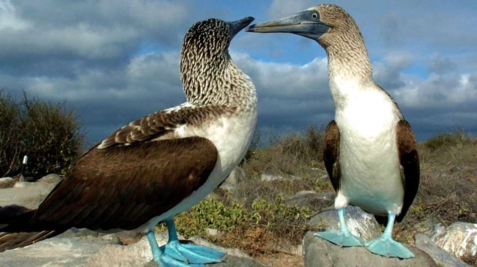 South Galapagos Island Hopping - undefined - Image 4