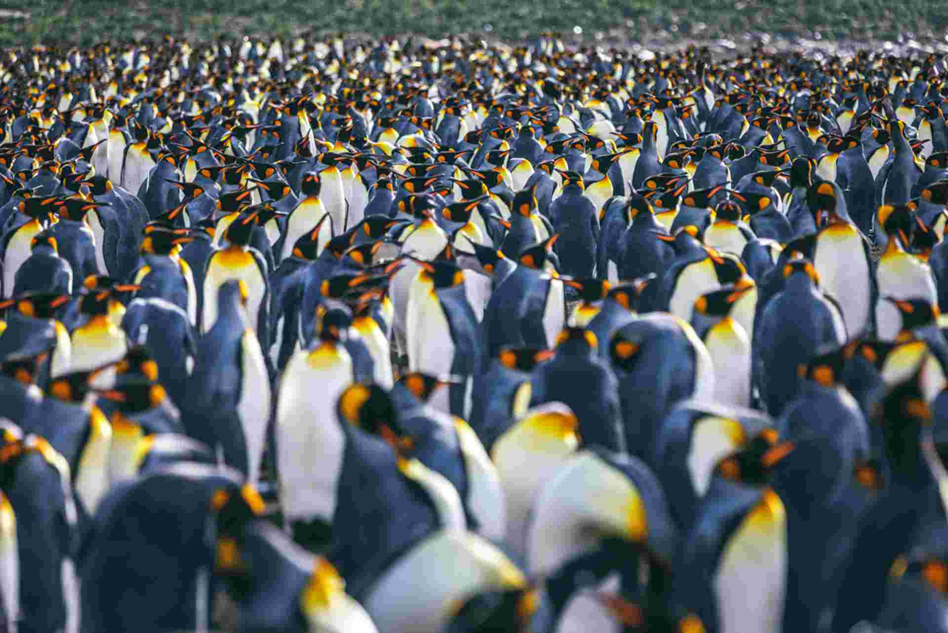 South Georgia and Antarctic Peninsula: Penguin Safari