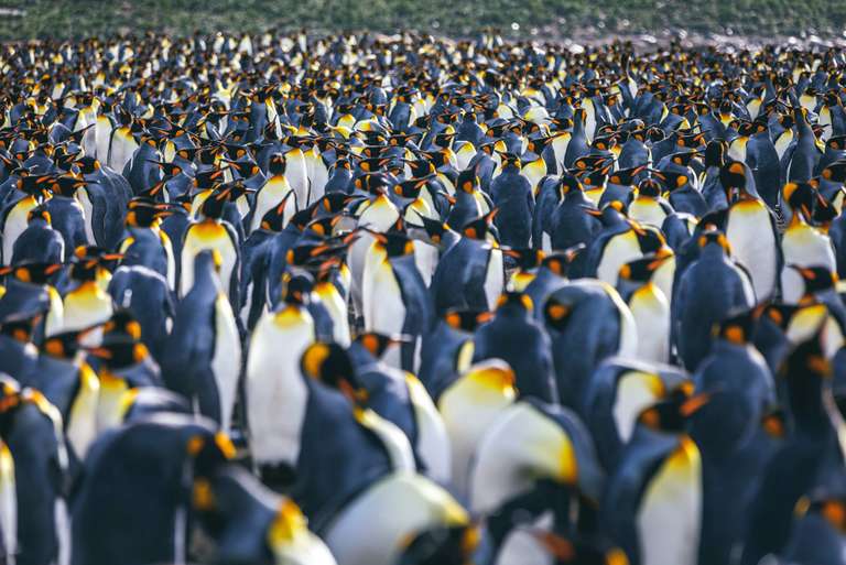 Ushuaia Wildlife Tour: South Georgia and Antarctic Peninsula: Penguin Safari